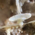 Tesori 1 Le concrezioni cresciute sul pelo dell'acqua
